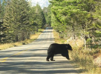 Mont-Albert - Percé (310 km)